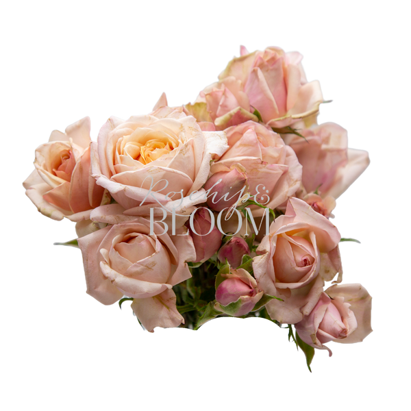 palm rose plant Palm Beach – Rosehip & BLOOM