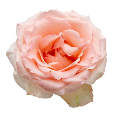 Alina Parfumella Garden Rose