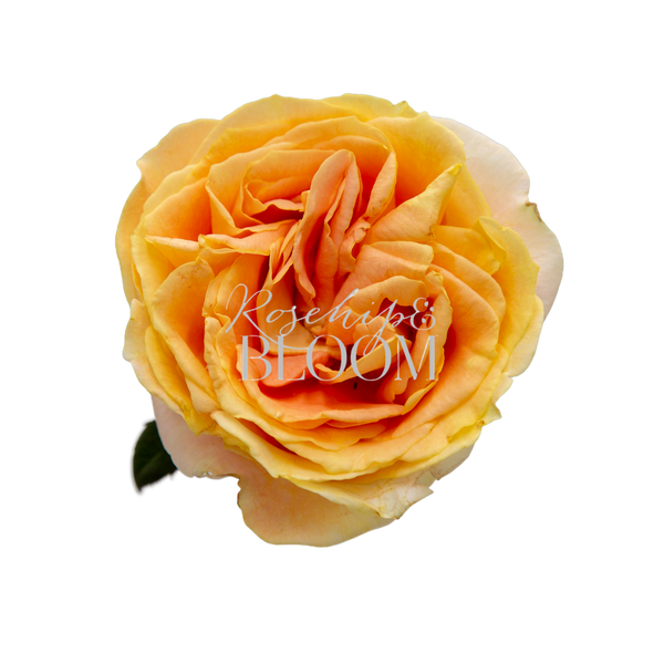 Candle Light / Apricot Swirl