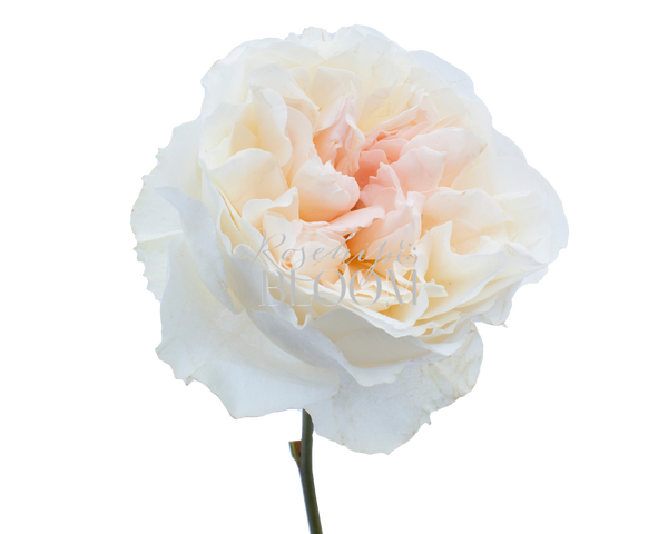 Eugenie
