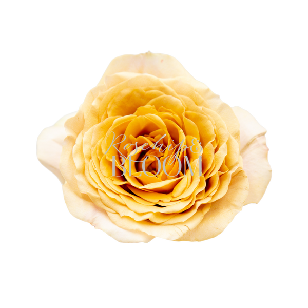 Golden Mustard