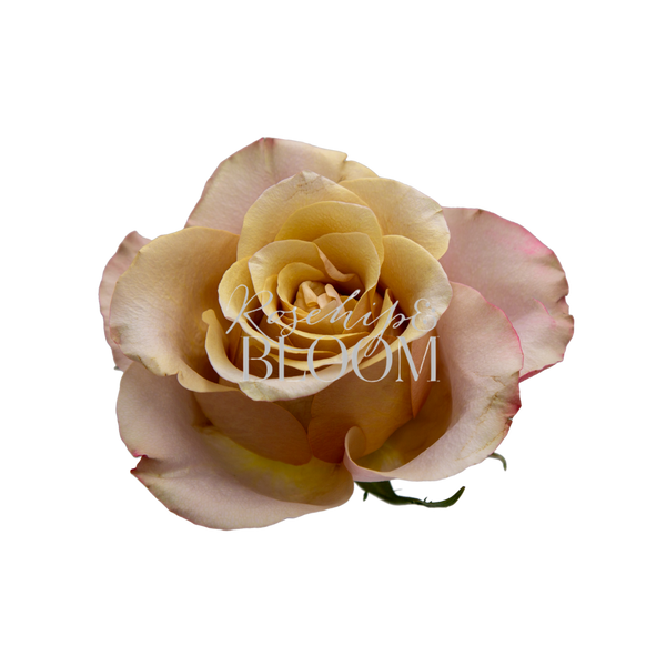 Honey Colorama