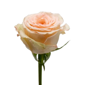 Alina Parfumella Garden Rose