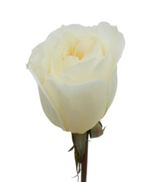 Purity