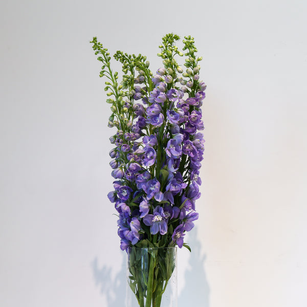 Delphinium - Purple