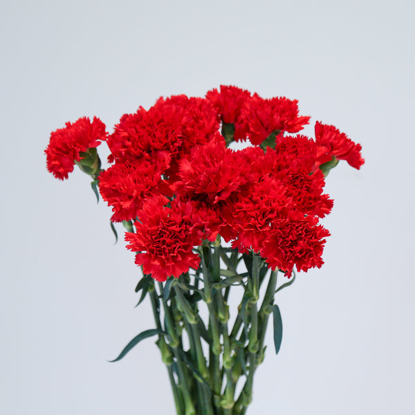 Carnation - Red