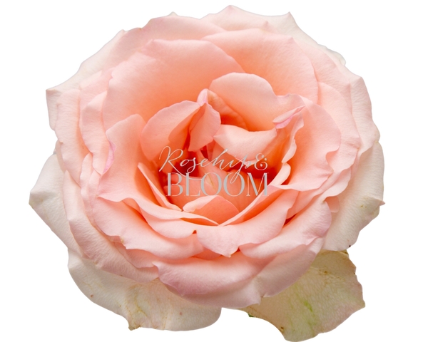Alina Parfumella Garden Rose