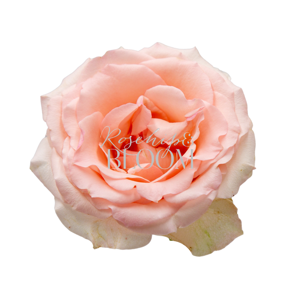 Alina Parfumella Garden Rose
