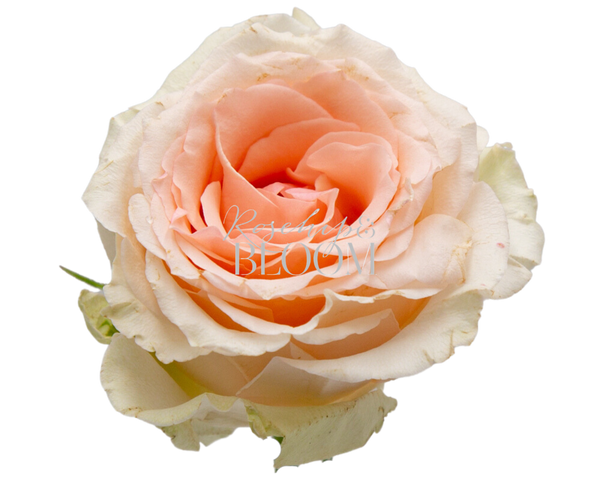 Alina Parfumella Garden Rose