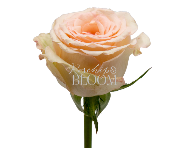 Alina Parfumella Garden Rose