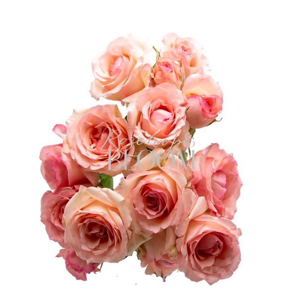 Alina Parfumella Spray Spray Roses