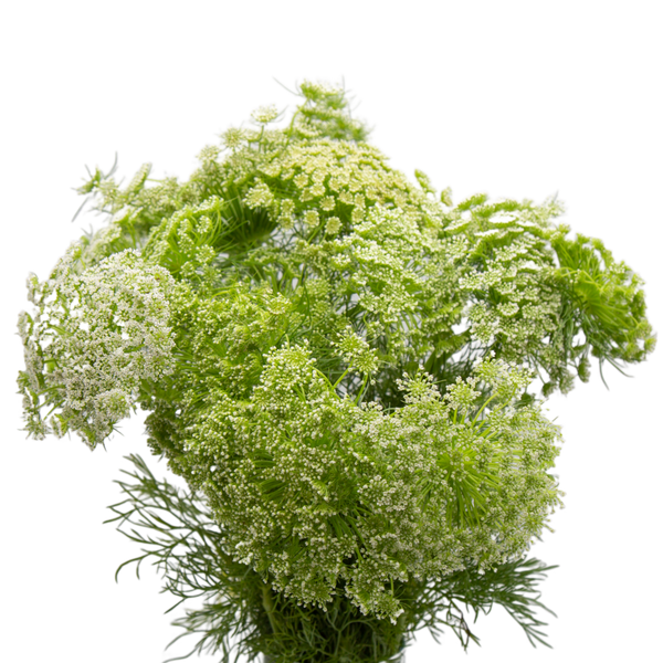 Ammi Visnaga - Currently Out Of Flush