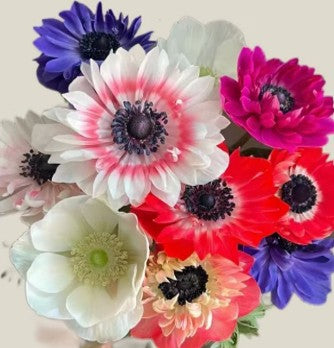 Anemone - Assorted