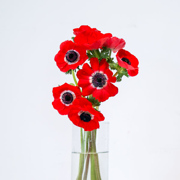 Anemone - Red