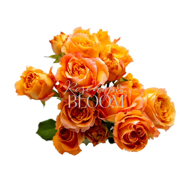 Apricot Lace Spray Roses