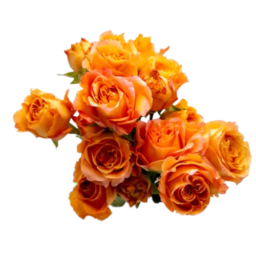 Apricot Lace