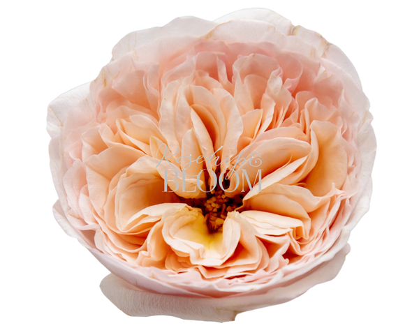 Belle Romantica