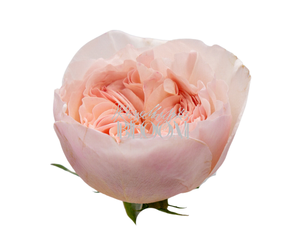 Belle Romantica