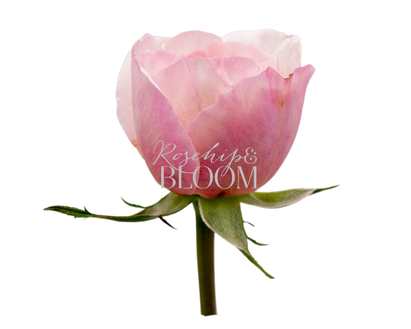 Belle Romantica