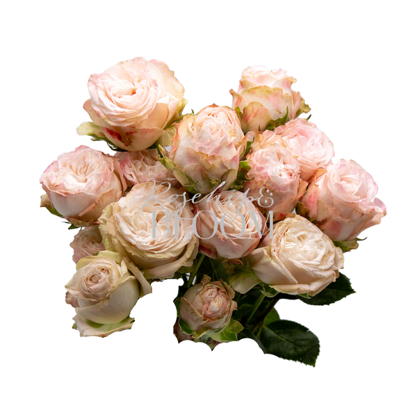 Bombastic Spray Roses
