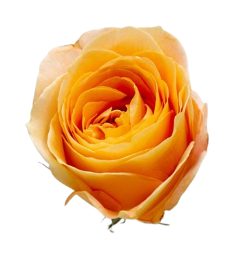 Candle Light / Apricot Swirl