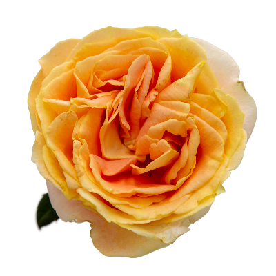Candle Light / Apricot Swirl