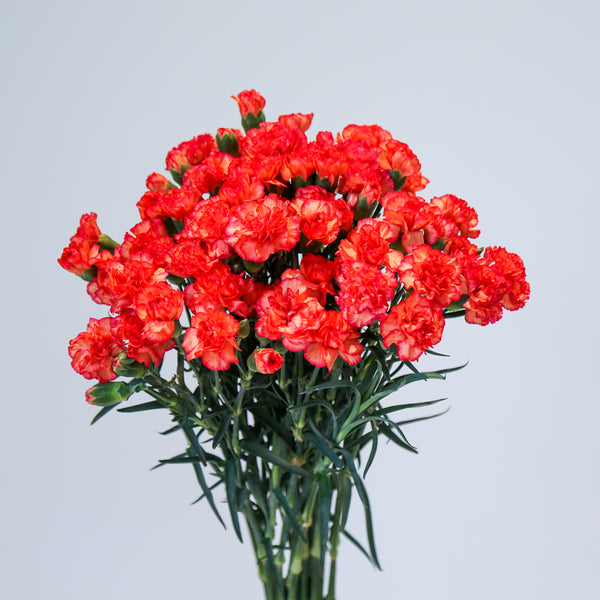 Carnation Spray - Bicolor Orange