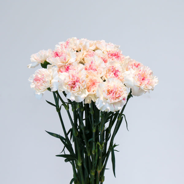 Carnation - Cherry