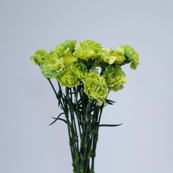 Carnation - Green