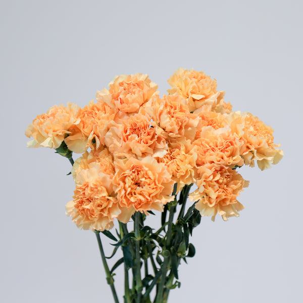 Carnation - Orange