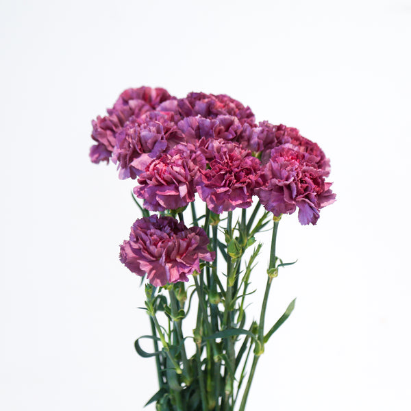 Carnation - Vintage Purple