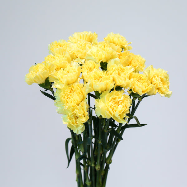 Carnation - Yellow
