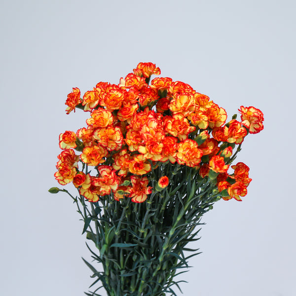 Carnation Spray - Bicolor Yellow Orange