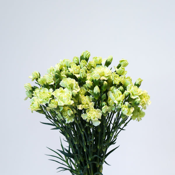 Carnation Spray - Green