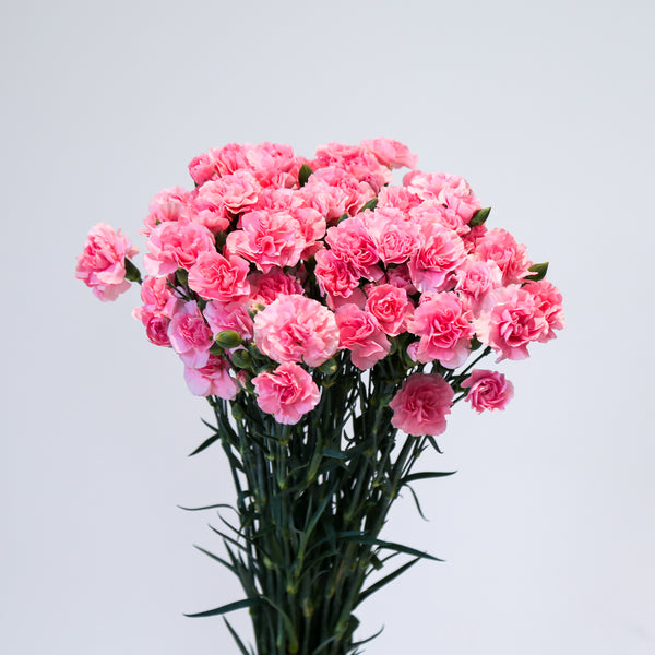 Carnation Spray - Pink