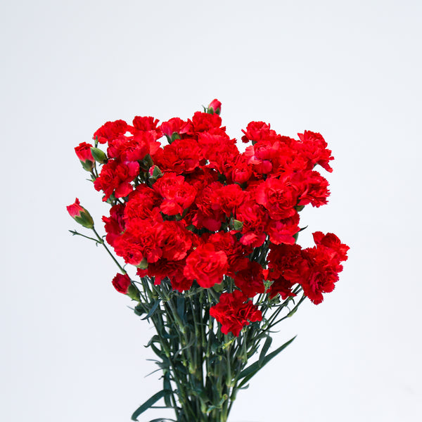 Carnation Spray - Red