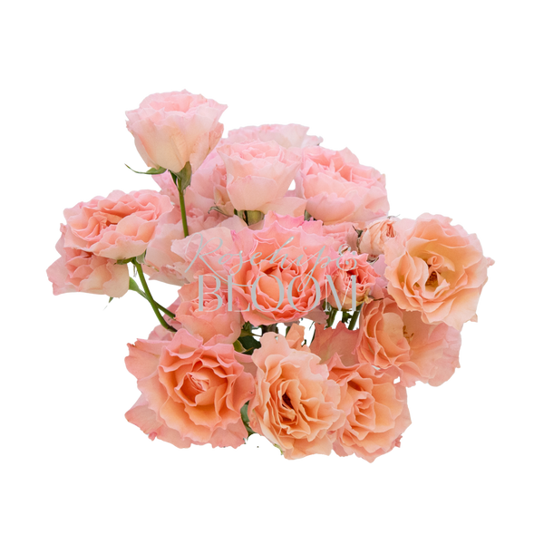 Constellation New Addition! Spray Roses