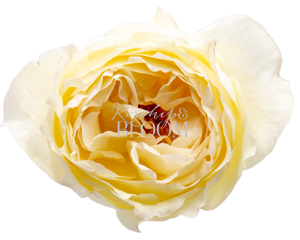 Cream Yves Piaget