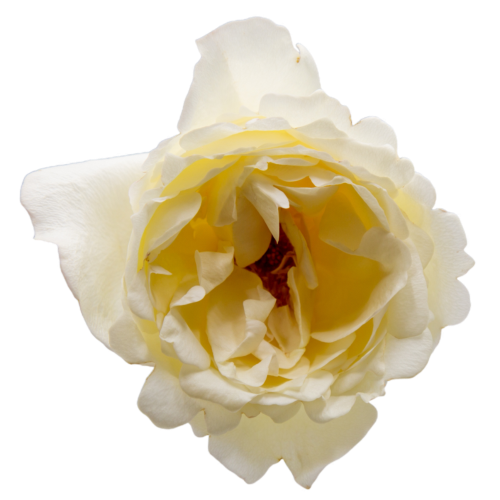 Cream Yves Piaget