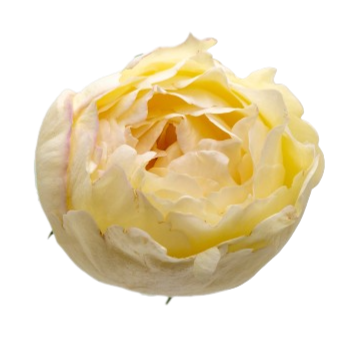 Cream Yves Piaget
