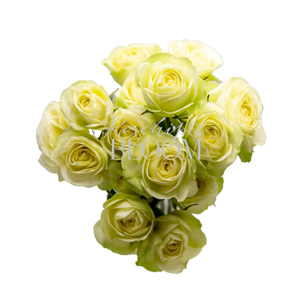 Creamy Eden Spray Roses