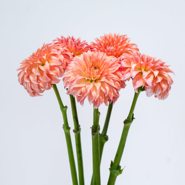 Dahlia - Cream Peach