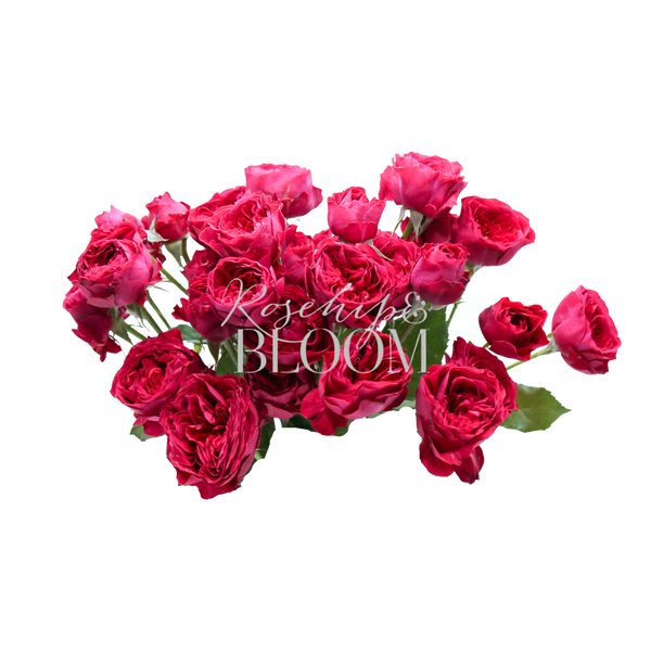 Dance Party New Addition! Spray Roses