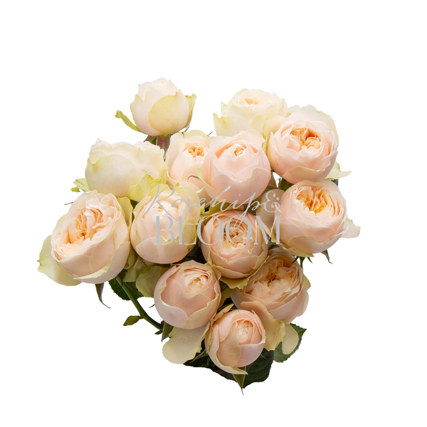 Darlington Spray Roses