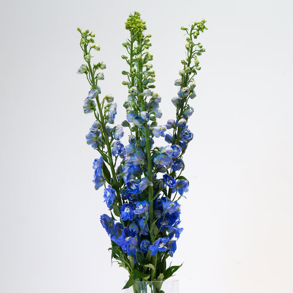 Delphinium - Blue