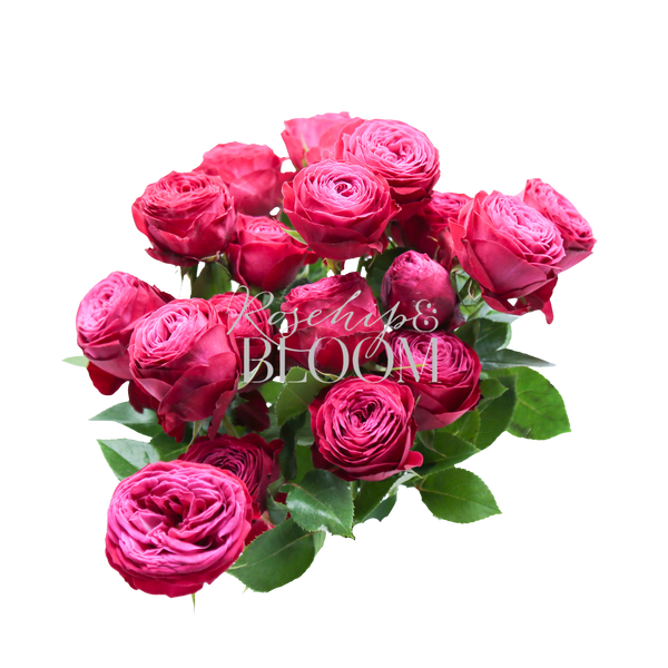 Dima Bombastic New Addition! Spray Roses