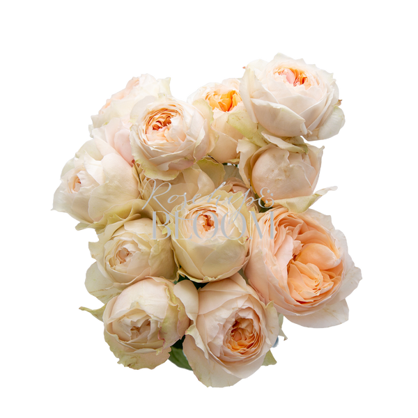Emma Woodhouse Spray Roses
