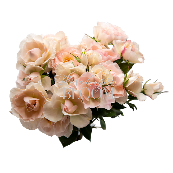 English Miss Spray Roses
