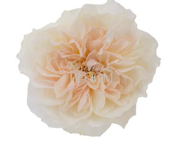 Eugenie