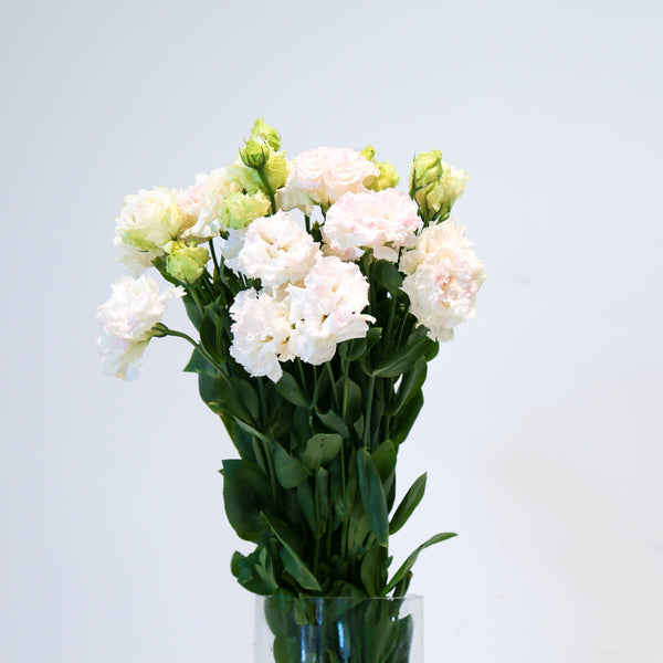 Eustoma - White Ruffles